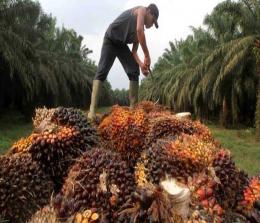 Ilustrasi Riau ekspor olahan kelapa sawit (foto/int)